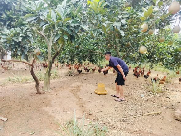 Hiệu quả từ việc sử dụng nguồn vốn Quỹ “Hỗ trợ nông dân” tại xã Cẩm Khê