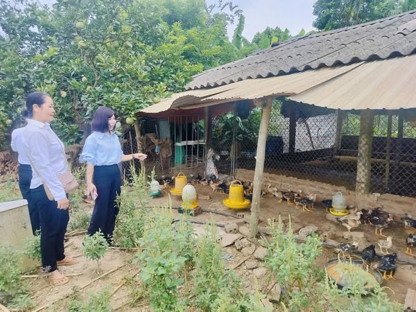 Nâng cao thu nhập từ mô hình nuôi gà Mía thương phẩm